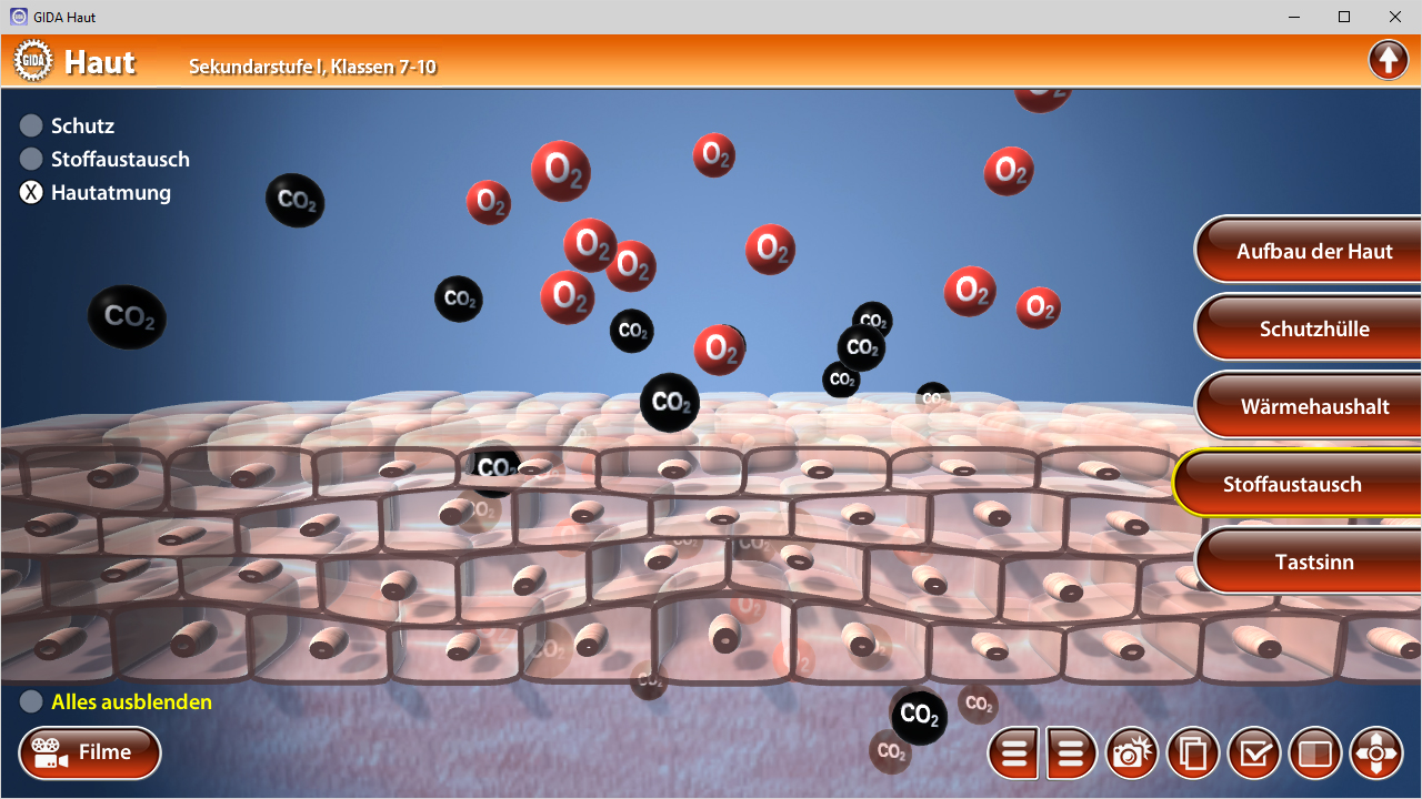 3D-Darstellung der Hautschichten mit Molekülen für Sauerstoff und Kohlendioxid, die den Stoffaustausch darstellen.