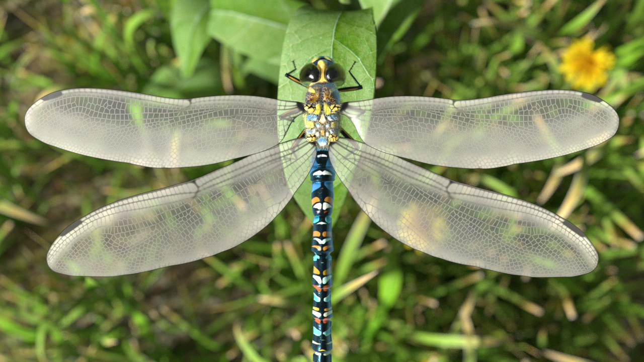 Eine farbenfrohe Libelle mit transparenten Flügeln sitzt auf einem Blatt.