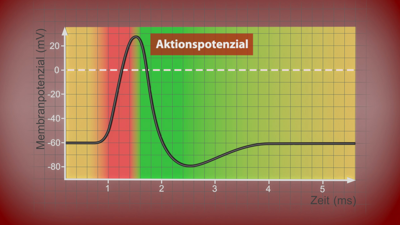 Grafik zeigt das Aktionspotenzial einer Zellmembran über die Zeit, mit Membranpotential in Millivolt und Zeit in Millisekunden.