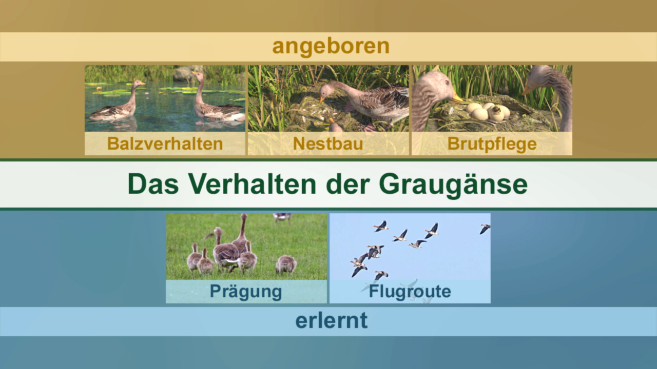 Infografik über das Verhalten von Graugänsen, zeigt Phasen wie Balzverhalten, Nestbau und Brutpflege sowie Prägung und Flugrouten.