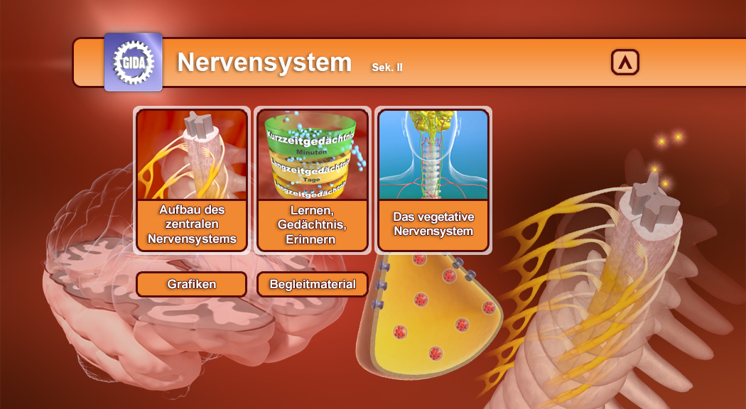 Menü des Films mit den Themen: Aufbau des zentralen Nervensystems, Lernen, Gedächtnis und erinnern, Das vegetative Nervensystem.