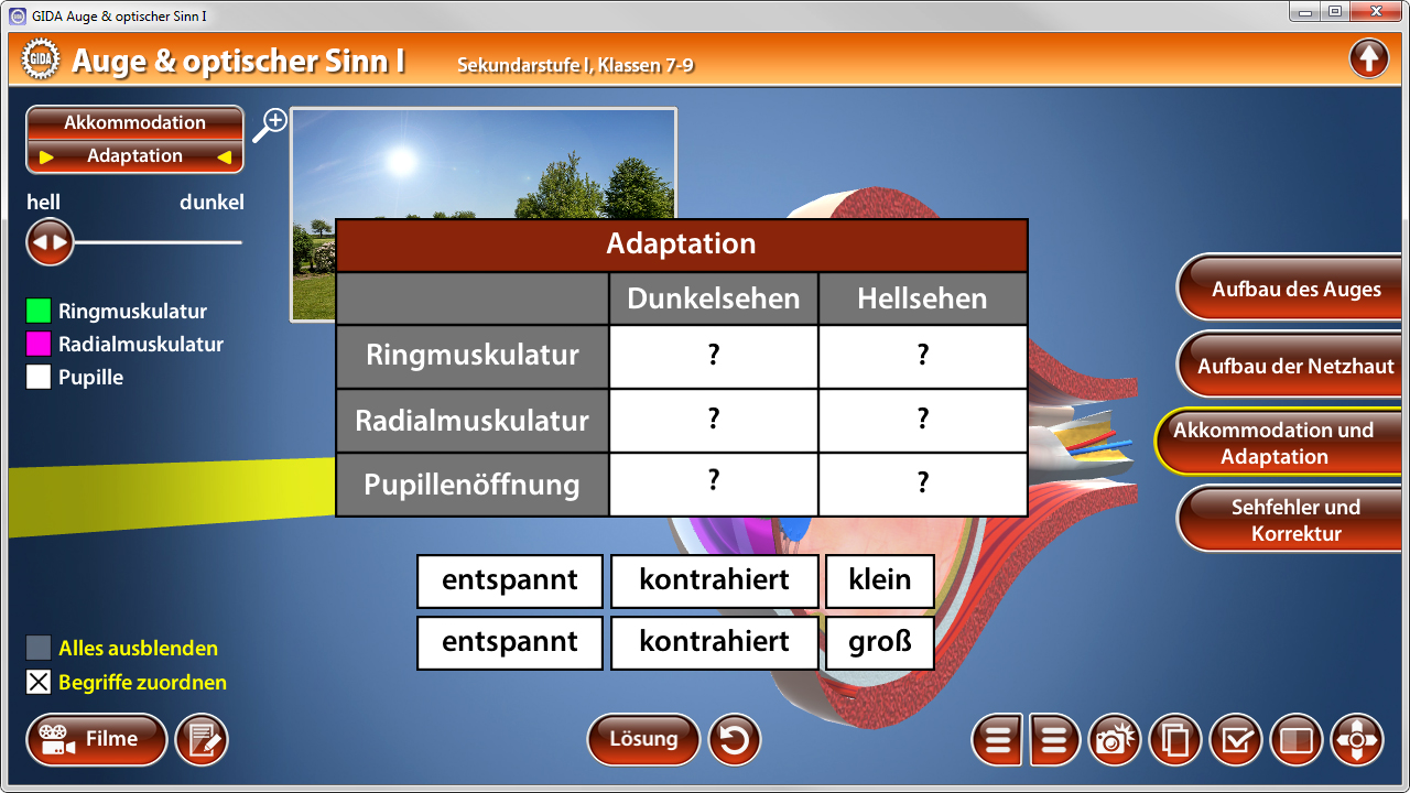 Interaktive Präsentation über das Auge und den optischen Sinn, mit Fokus auf Akkommodation und Anpassung.