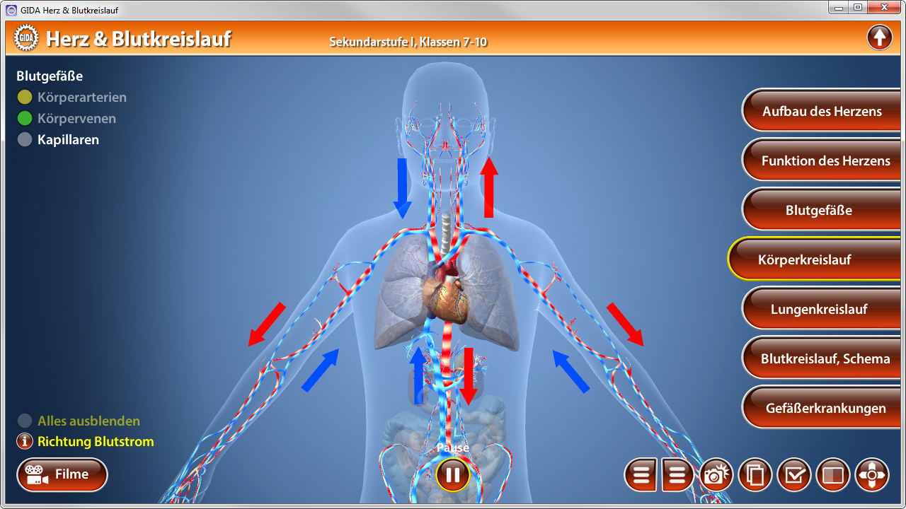 Diagramm des menschlichen Herz- und Blutkreislaufs mit hervorgehobenen Blutgefäßen und Blutflussrichtungen.