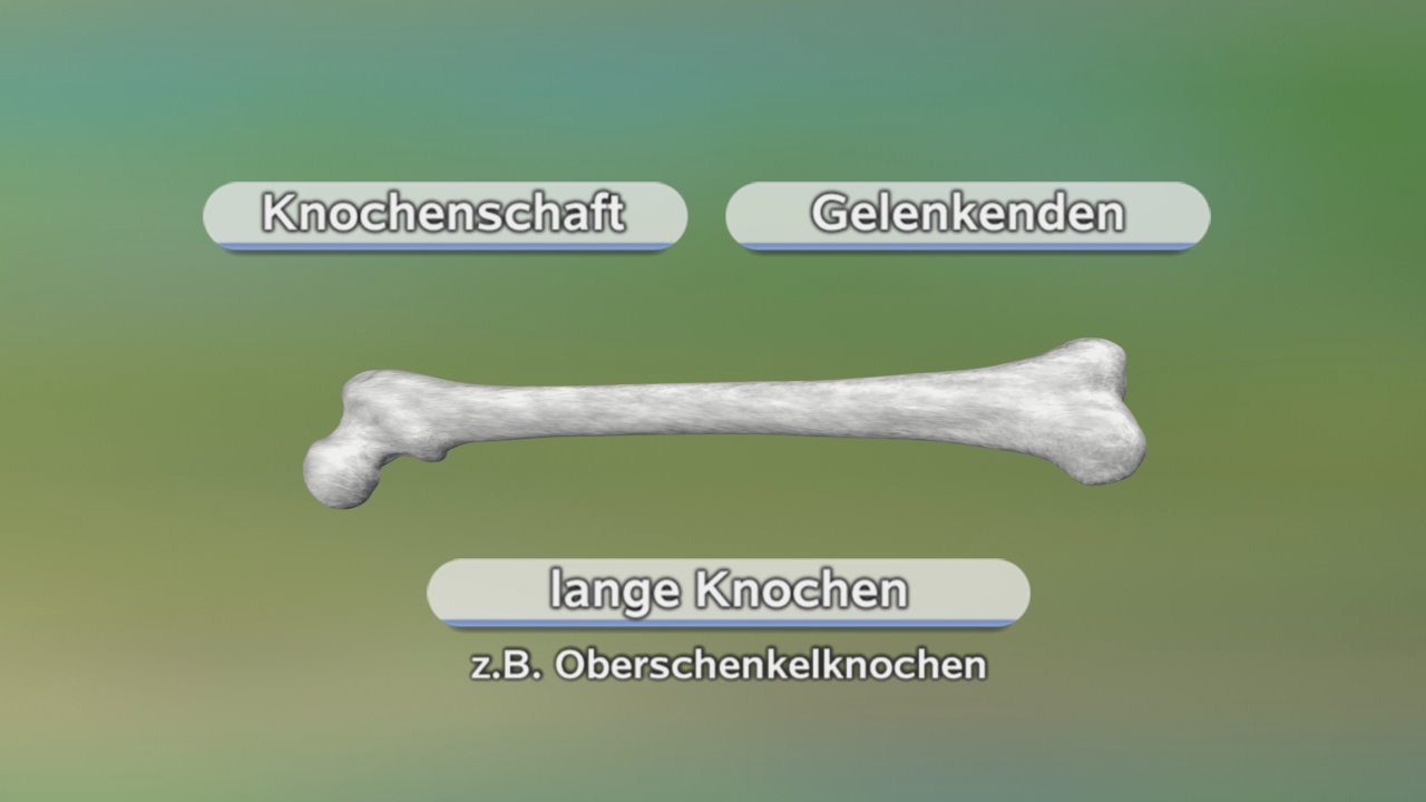 Diagramm, das verschiedene Knochenarten zeigt: Knochenchaft, Gelenkenden und lange Knochen wie den Oberschenkelknochen.