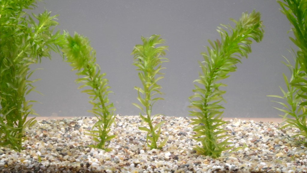 Grüne Wasserpflanzen stehen auf einem Kiesboden im Aquarium.