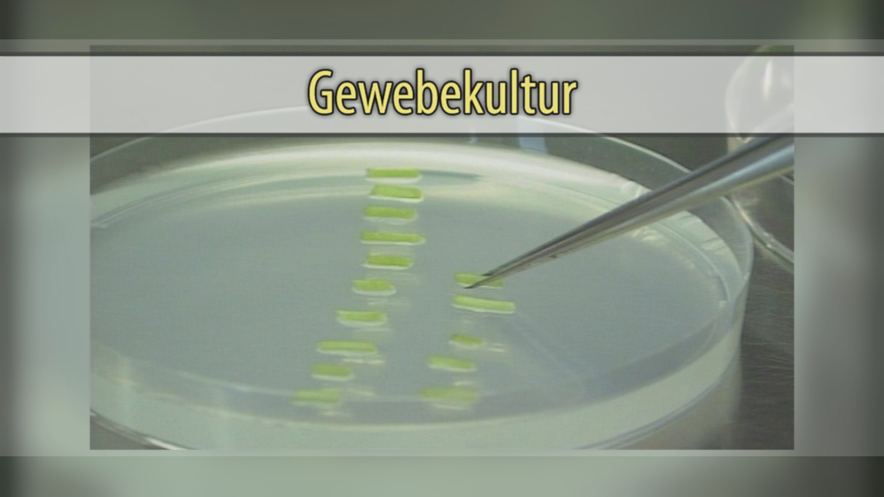 Eine Pipette platziert kleine Gewebestücke in einer Petrischale mit Nährmedium.
