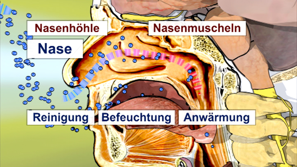 Diagramm der menschlichen Nase mit Beschriftungen zu Nasenhöhle, Nasenmuscheln und Funktionen wie Reinigung, Befeuchtung und Erwärmung.