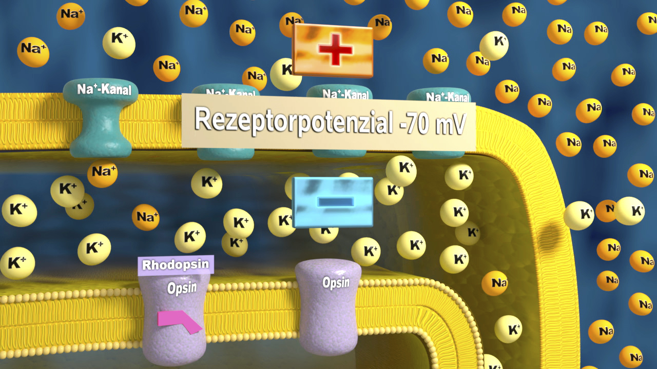 Illustration eines Rezeptorpotenzials mit Na+- und K+-Kanälen, zeigt Rhodopsin und Opsin.