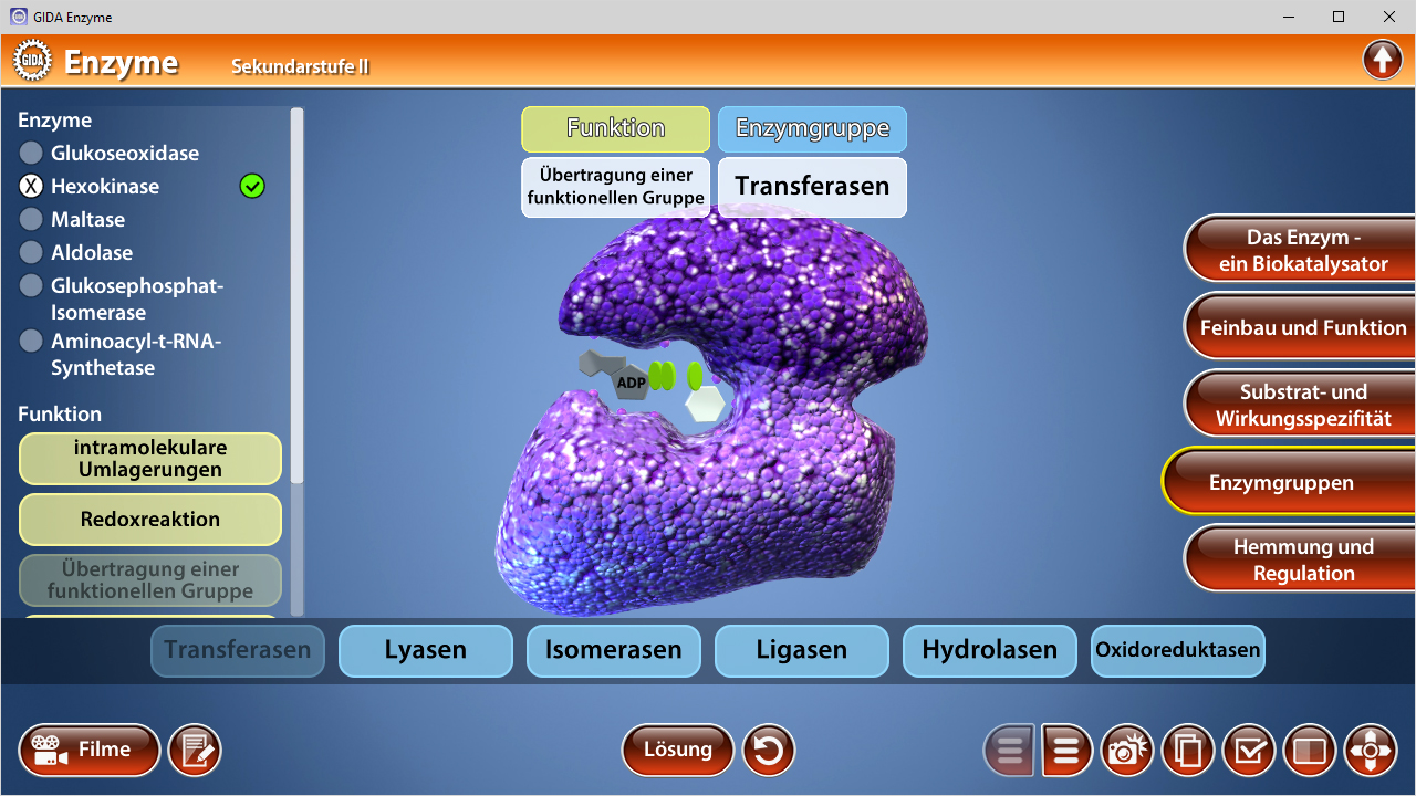 Interaktive Darstellung eines Enzyms mit Fokus auf die Transferasen-Funktion, zeigt die Struktur und Funktionalität.