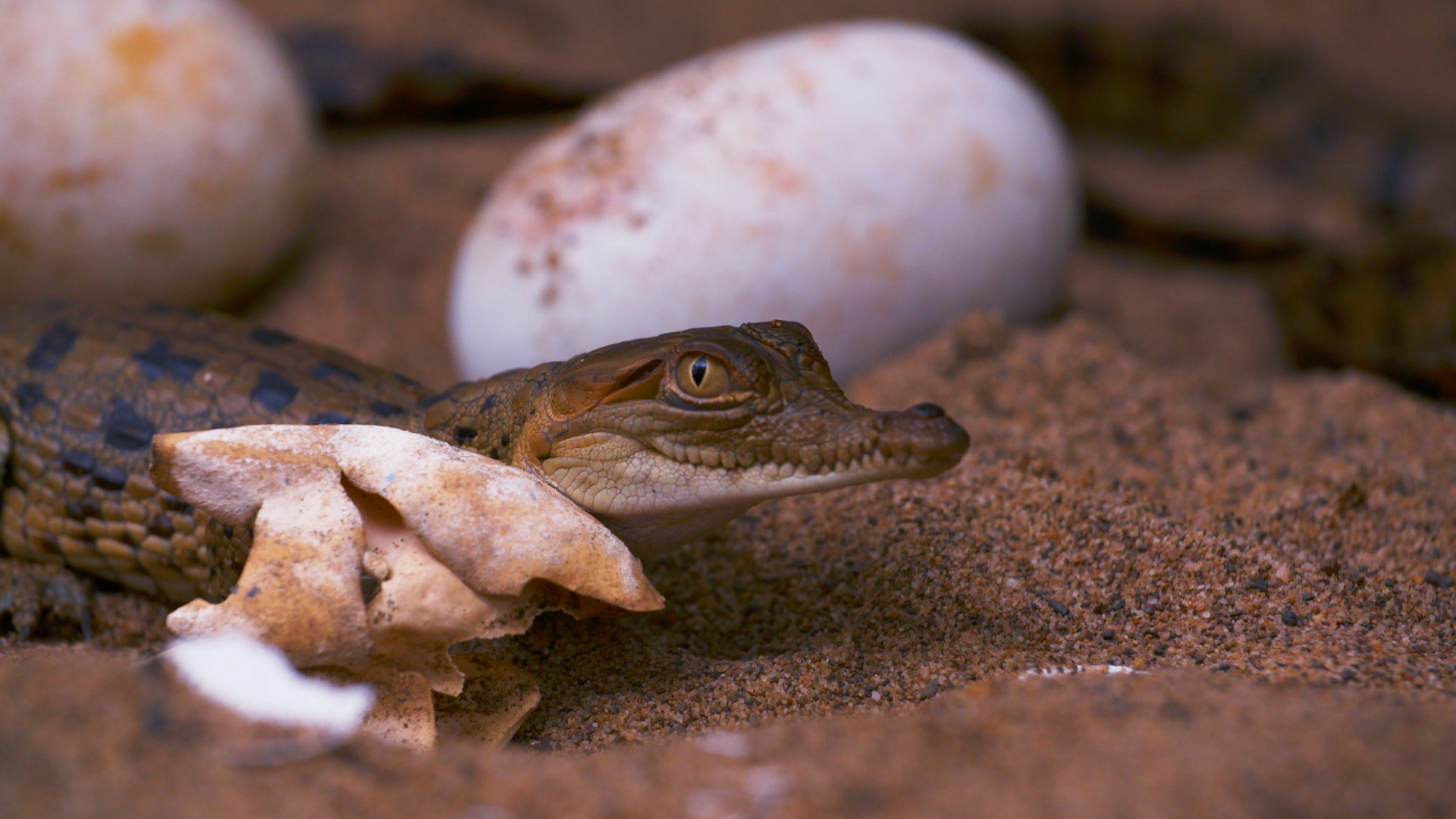 Junges Krokodil liegt im Sand neben zerbrochenen und ganzen Eiern