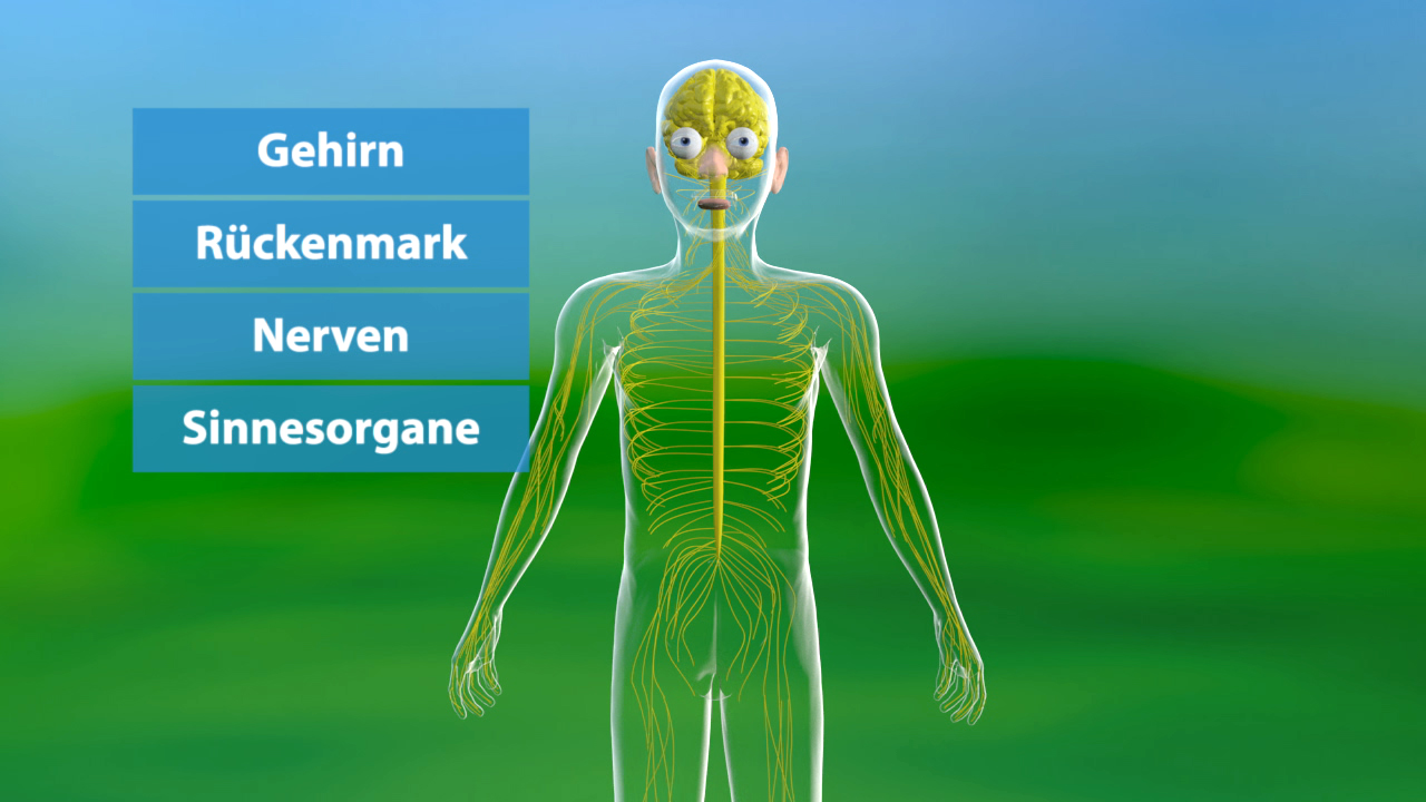 Grafik eines menschlichen Körpers mit hervorgehobenen Nerven und den Beschriftungen 'Gehirn', 'Rückenmark', 'Nerven', 'Sinnesorgane'.