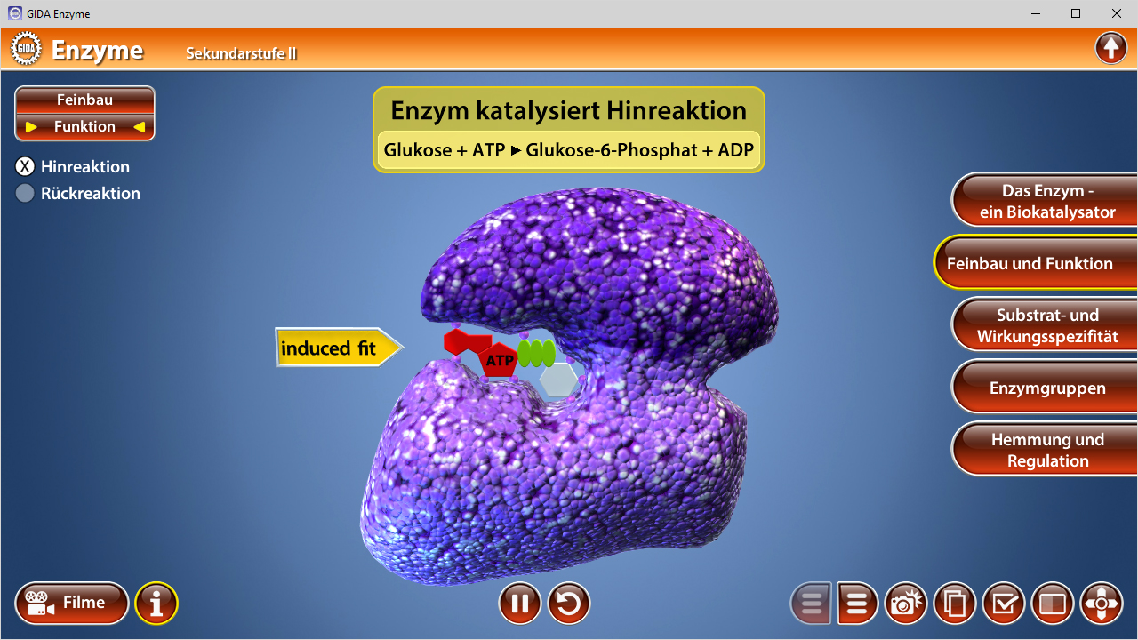3D-Modell eines Enzyms, das die Reaktion von Glukose, ATP und ADP zeigt, mit hervorgehobenen Molekülen und aktiver Stelle.