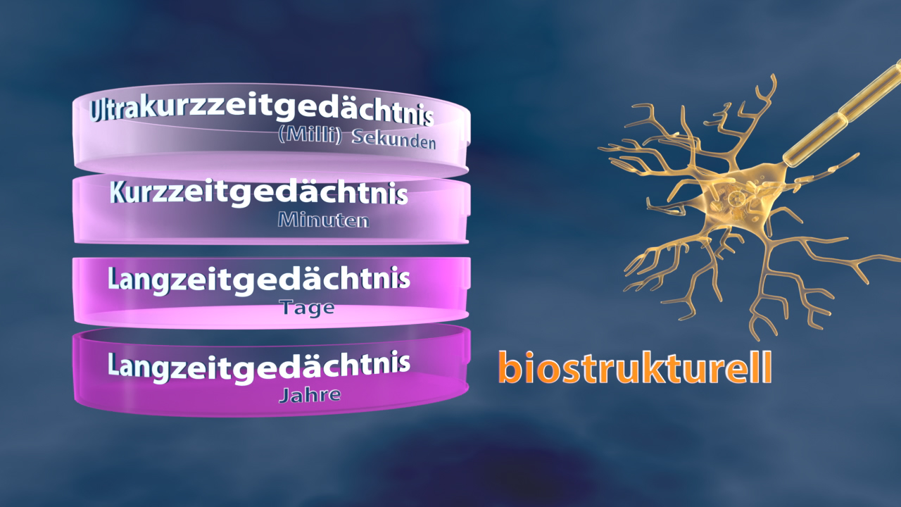 Diagramm der Gedächtnisarten: Ultrakurzzeitgedächtnis (Millisekunden), Kurzzeitgedächtnis (Minuten), Langzeitgedächtnis (Tage), Langzeitgedächtnis (Jahre) mit neuronaler Darstellung.
