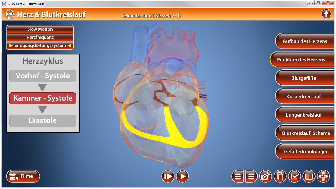 Interaktive Darstellung des menschlichen Herzens mit Beschriftungen zu Herzzyklus, Vorhof-Systole, Kammer-Systole und Diastole.