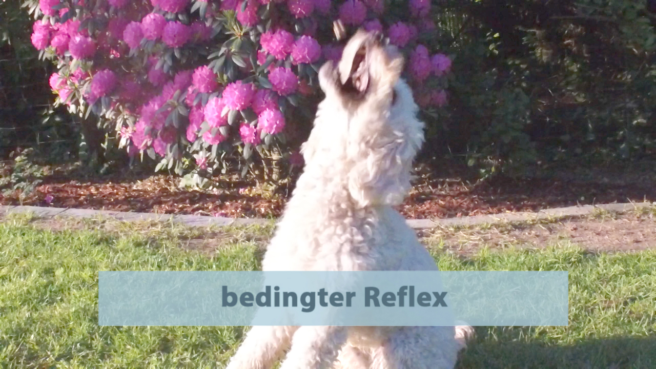 Ein Hund bellt vor einem blühenden Rhododendron. Der Text 'bedingter Reflex' ist eingeblendet.