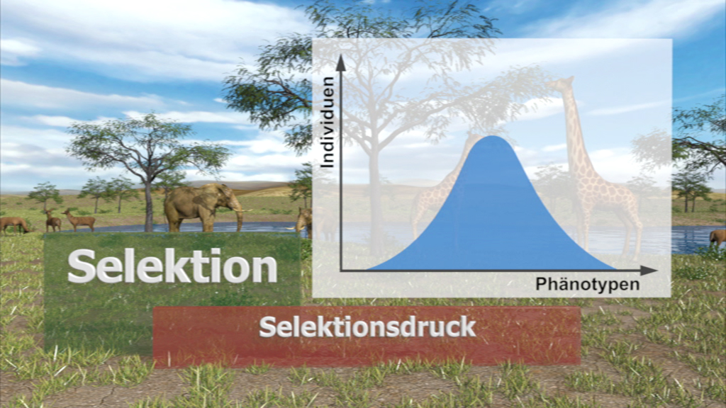 Grafik zur natürlichen Selektion, zeigt eine Kurve der Phänotypenverteilung und den Selektionsdruck auf Individuen.