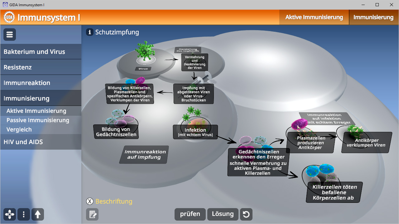 Interaktive Darstellung des Immunsystems mit Fokus auf Schutzimpfung, Immunisierung und Virusinteraktion.