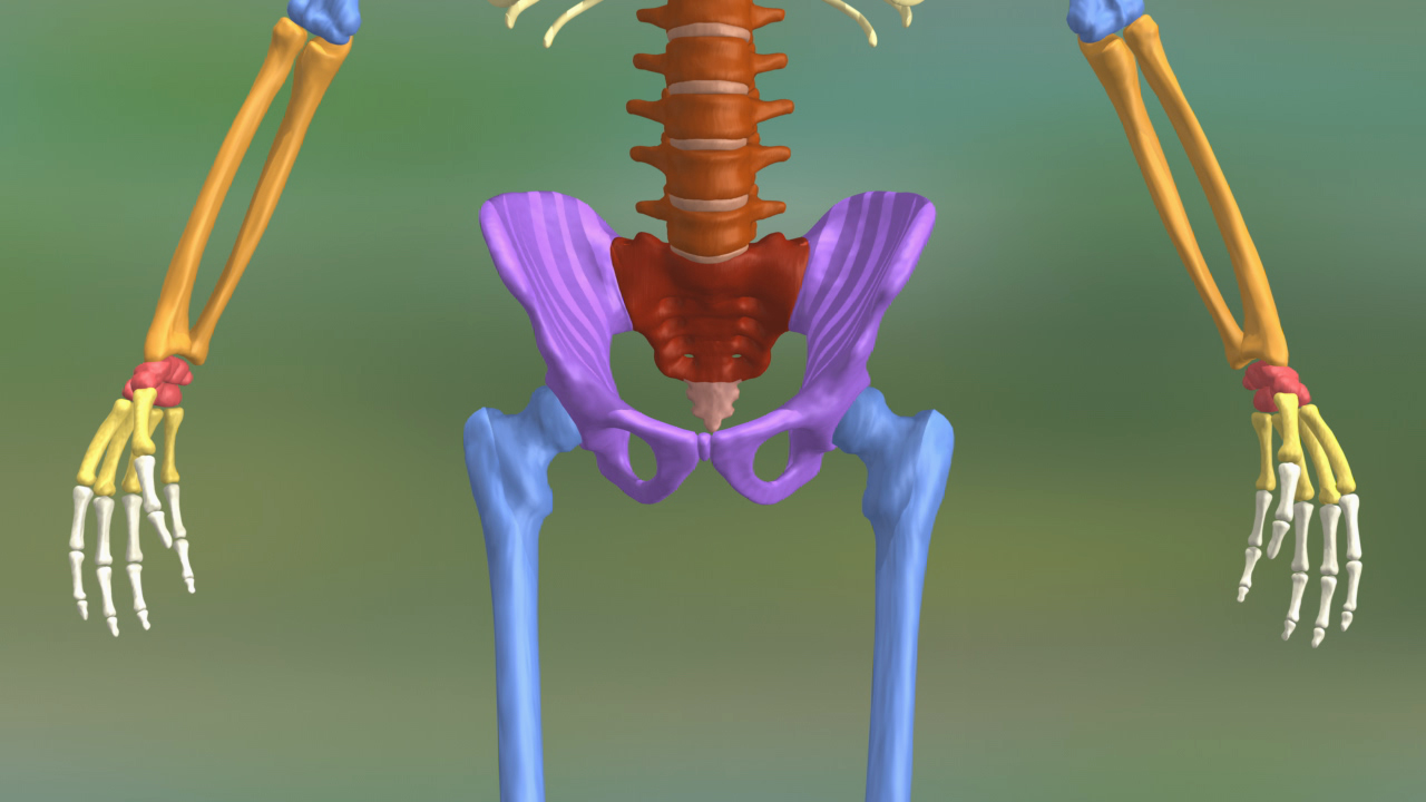 3D-Darstellung eines menschlichen Skeletts mit farblich hervorgehobenen Becken- und Oberschenkelknochen.