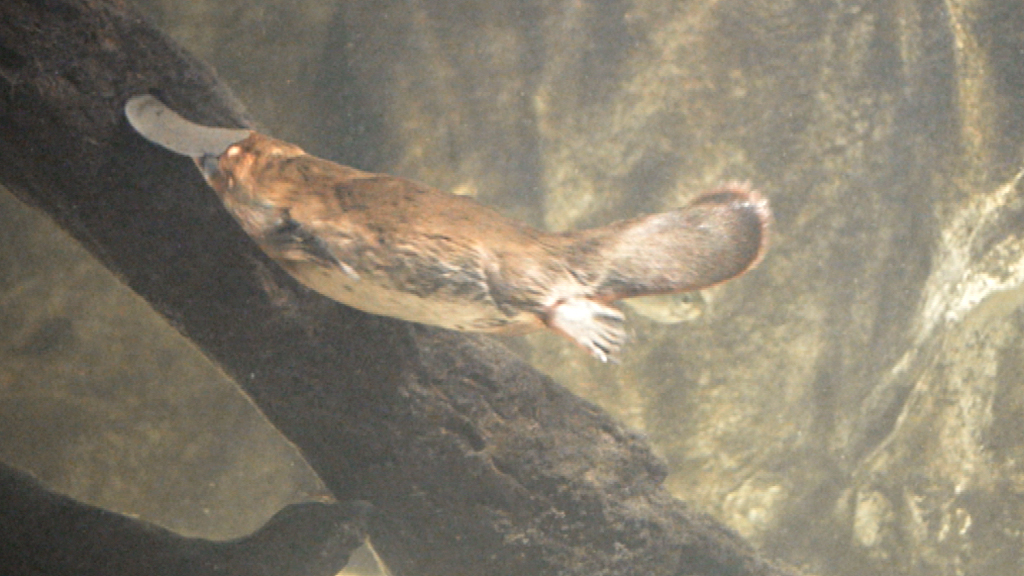 Ein Schnabeltier schwimmt unter Wasser, umgeben von dunklem Wasser und einem Baumstamm.