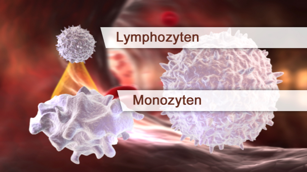 Darstellung von Lymphozyten und Monozyten im Blutstrom, mit einer schematischen Darstellung ihrer Form und Bewegung.