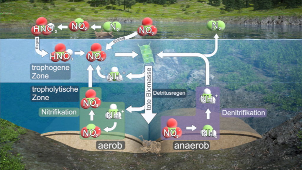 Diagramm des Stickstoffkreislaufs im Wasser mit Prozessen wie Nitrifikation und Denitrifikation.