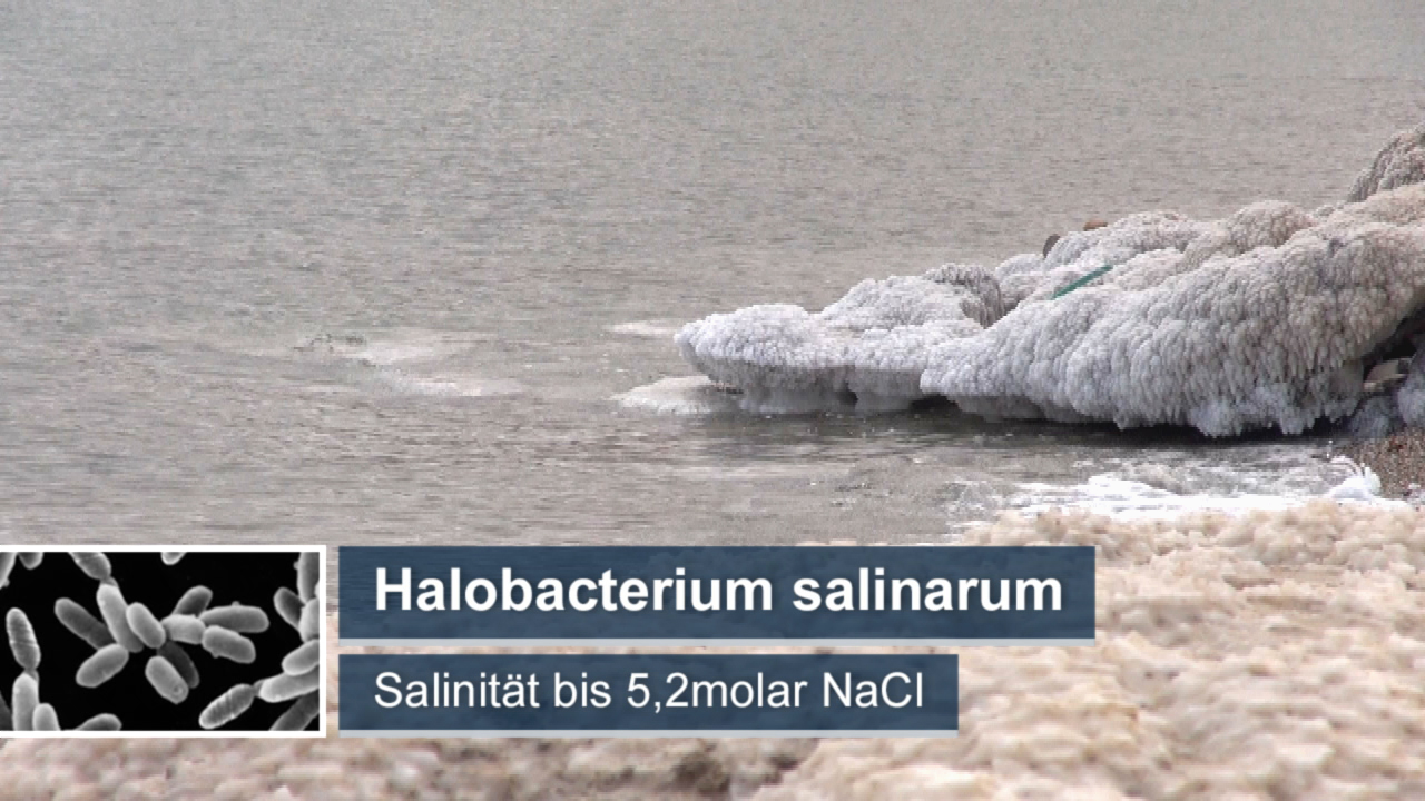 Halobacterium salinarum in salzhaltigem Wasser, mit gefrorenen Salzkristallen am Ufer.