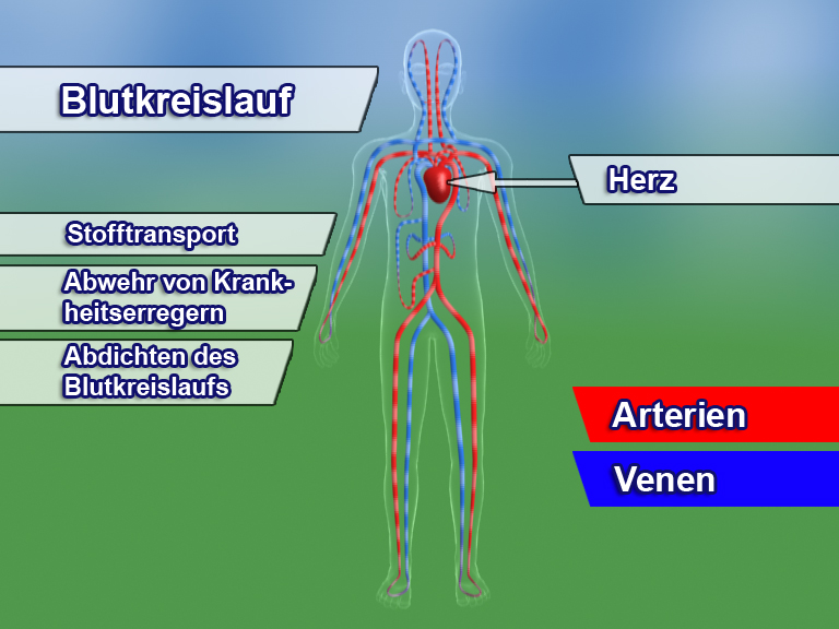 Diagramm des menschlichen Blutkreislaufs mit hervorgehobenem Herz, Arterien und Venen.