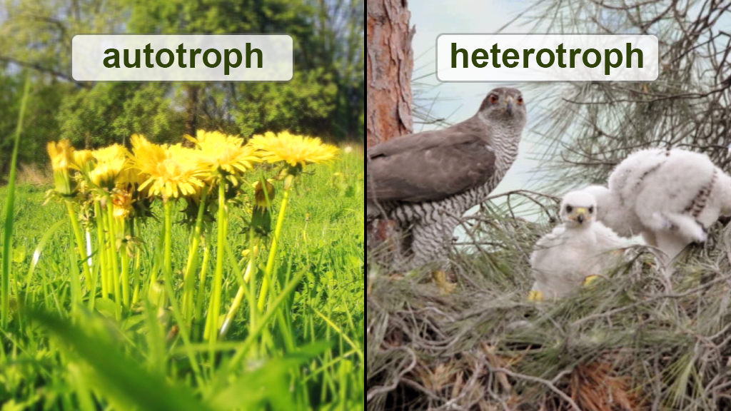 Links: Gelbe Löwenzahnblumen auf grünem Gras, rechts: Ein Greifvogel mit zwei Küken im Nest, umgeben von Bäumen.