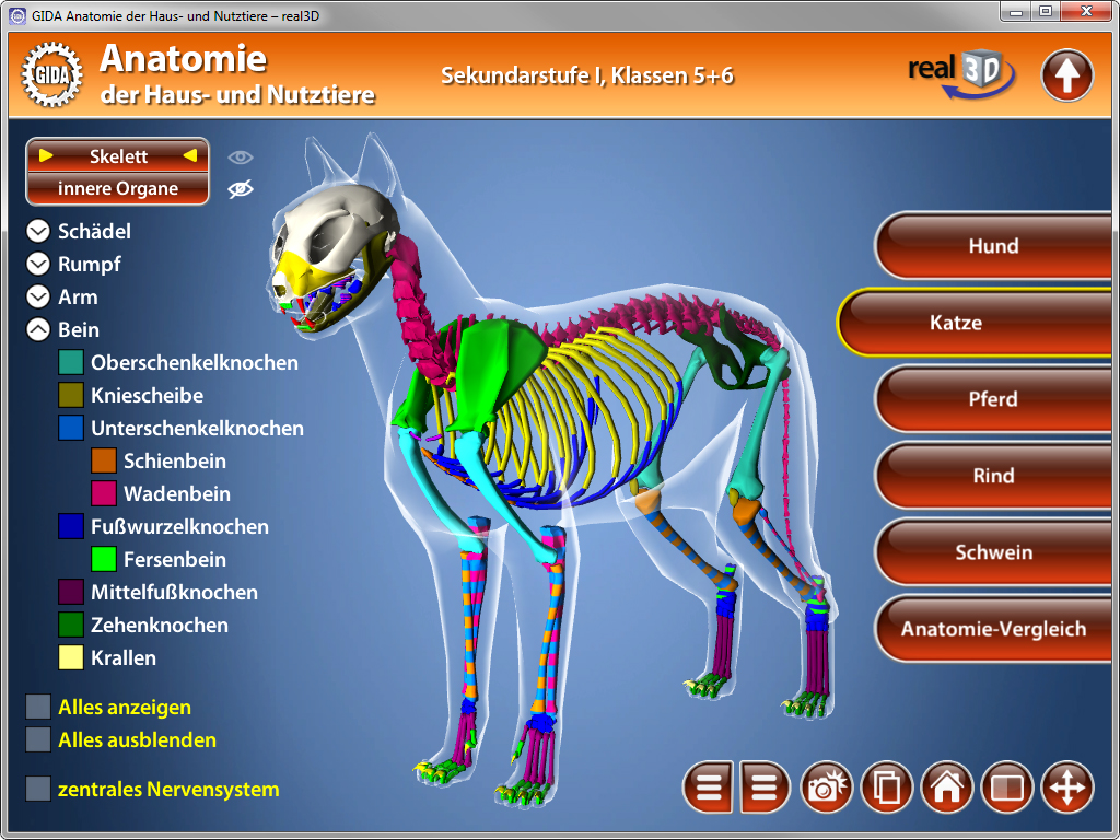 3D-Darstellung des Skeletts eines Hundes und einer Katze mit farbigen Knochen und Organen.