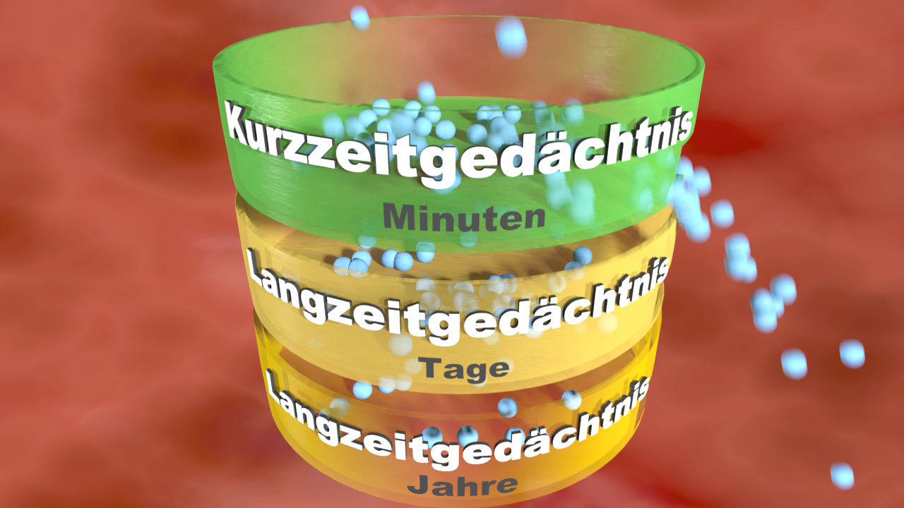 Grafik, die die verschiedenen Gedächtnistypen zeigt: Kurzzeitgedächtnis (Minuten), Langzeitgedächtnis (Tage), Langzeitgedächtnis (Jahre).