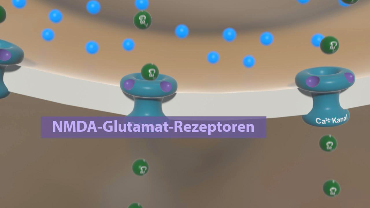 Darstellung von NMDA-Glutamat-Rezeptoren mit Calcium-Kanälen, die in einer neuronalen Membran abgebildet sind.