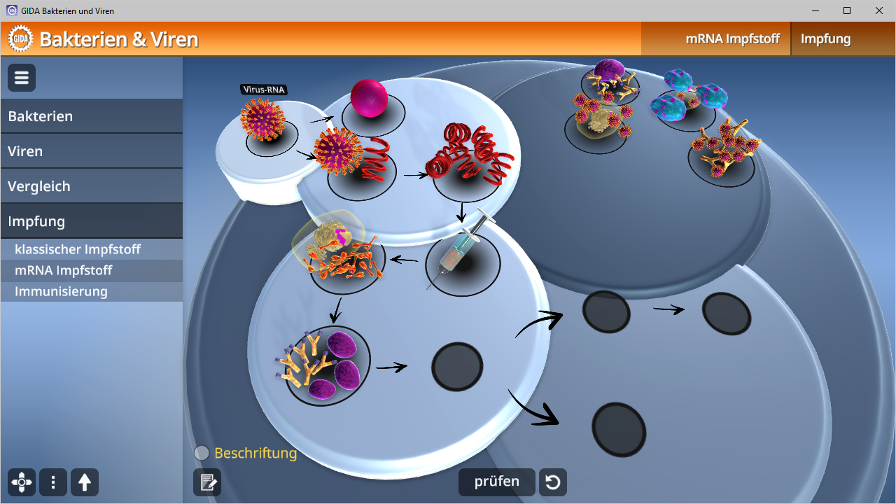 Interaktive Darstellung von Bakterien und Viren mit Fokus auf mRNA-Impfstoffe und Immunisierung.