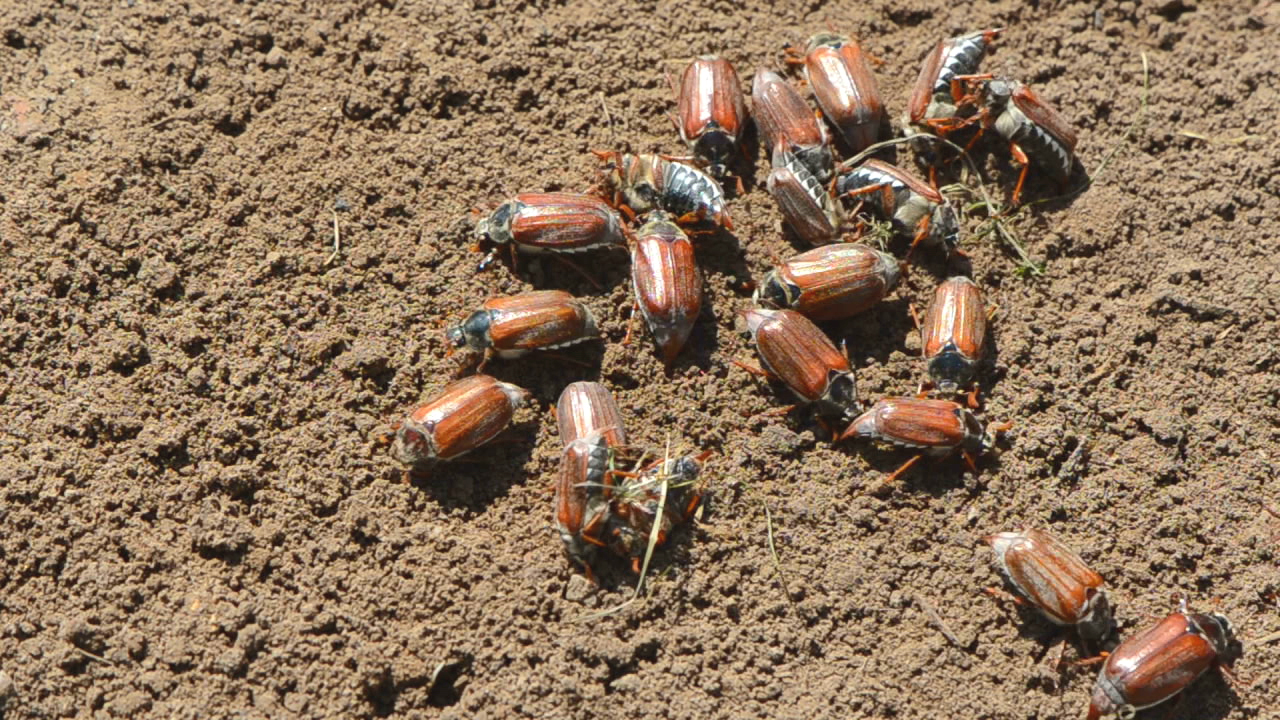 Eine Gruppe von Käfern auf brauner Erde, einige Käfer sind auf dem Rücken.