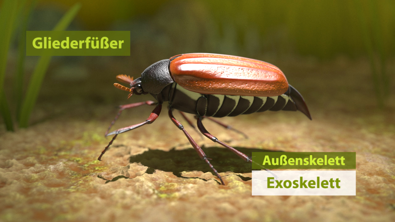 Ein Gliederfüßer mit einem auffälligen Außenskelett und Exoskelett, auf einem natürlichen Untergrund.