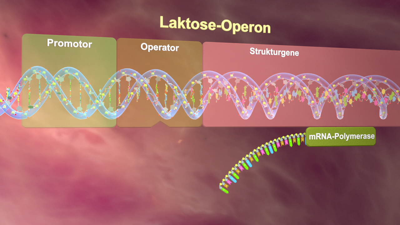 Diagramm des Laktose-Operons mit Promotor, Operator und Strukturgenen, zeigt mRNA-Polymerase.