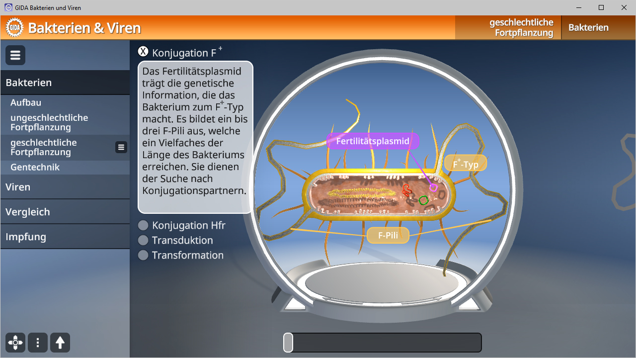 3D-Darstellung eines Fertilitätsplasmids, das genetische Informationen für Bakterienübertragung zeigt.