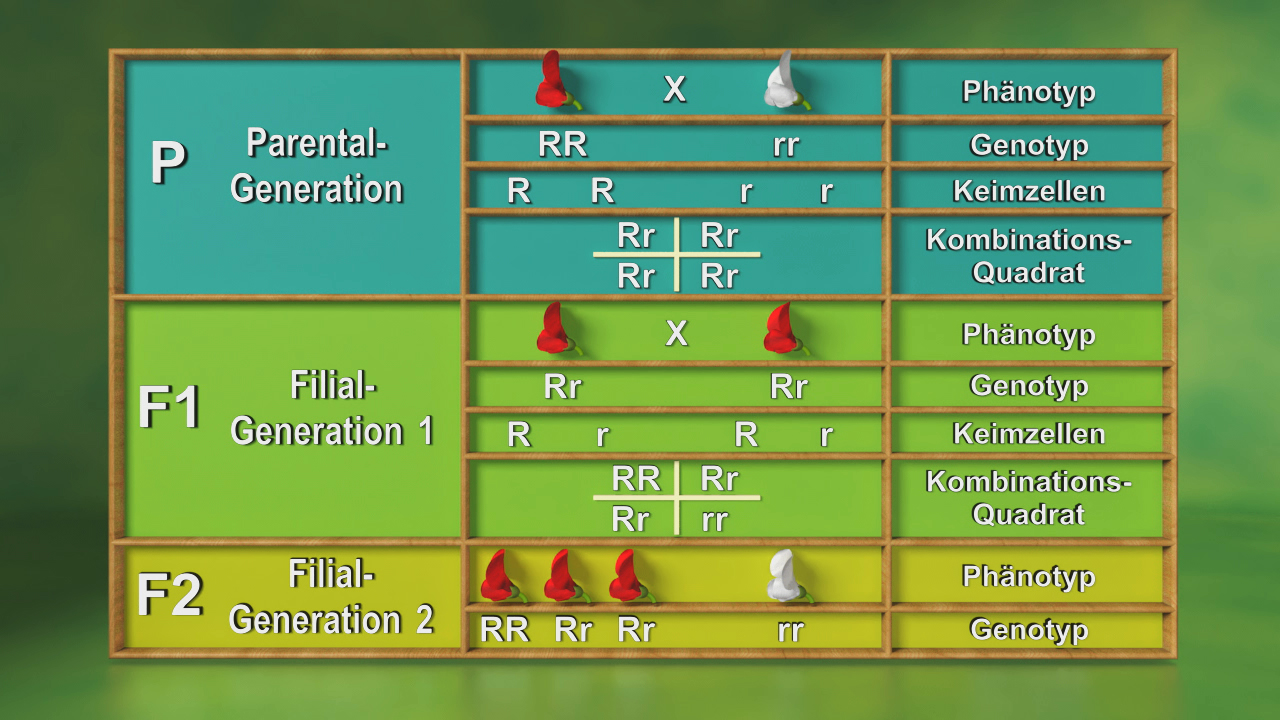 Tabelle zur Vererbung mit Parental-Generation, F1 und F2, zeigt Phänotypen und Genotypen sowie Keimzellen und Kombinationsquadrate.