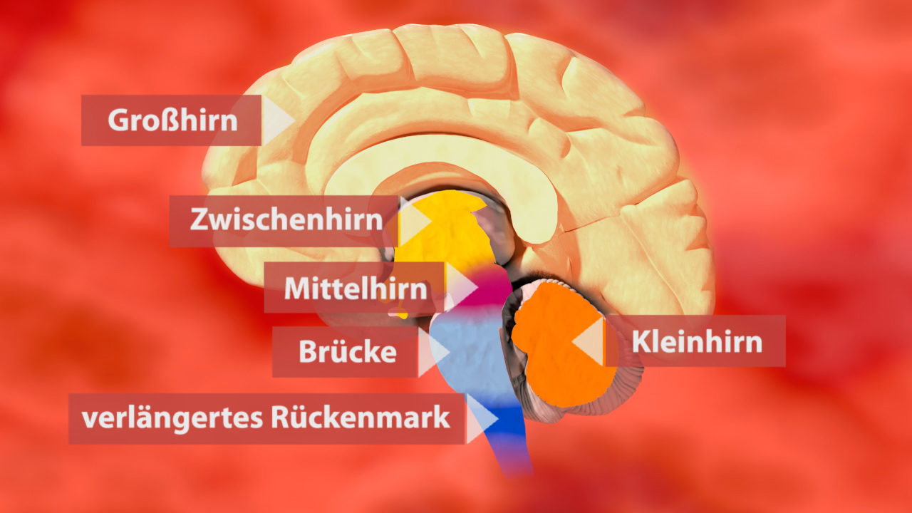 Diagramm des menschlichen Gehirns mit beschrifteten Teilen: Großhirn, Zwischenhirn, Mittelhirn, Brücke, Kleinhirn und verlängertes Rückenmark.