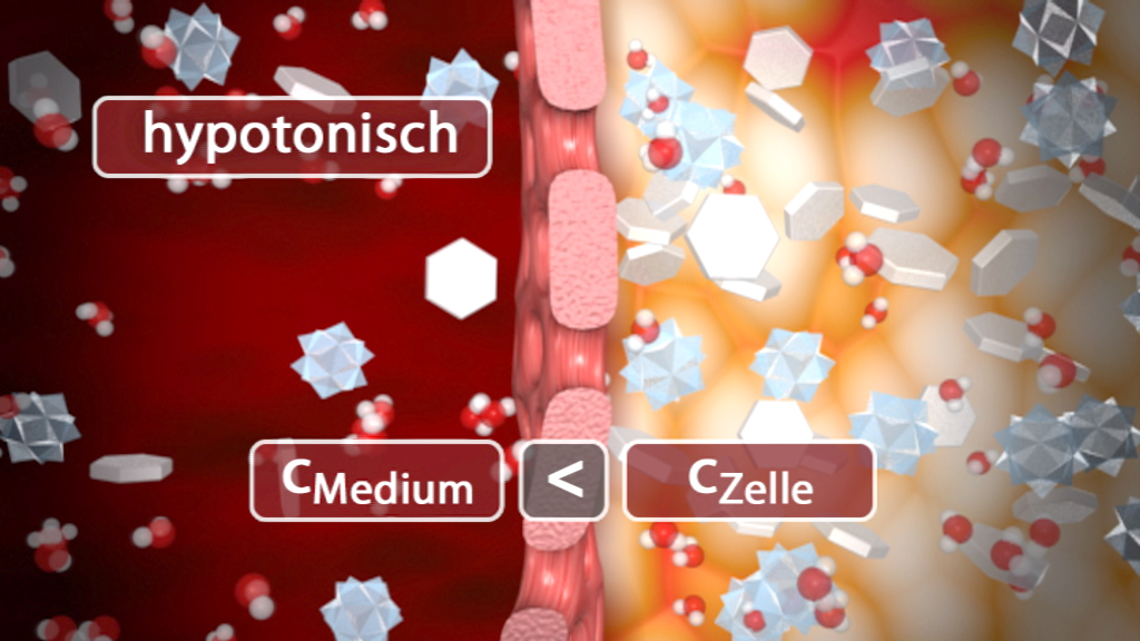 Diagramm zeigt den Unterschied zwischen hypotonischen Bedingungen in einem Medium und einer Zelle, mit Molekülen und Wasserstoffatomen.
