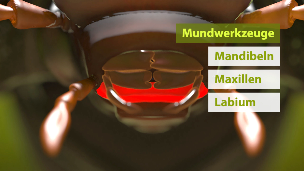 Illustration eines Insekts mit hervorgehobenen Mundwerkzeugen: Mandibeln, Maxillen und Labium.