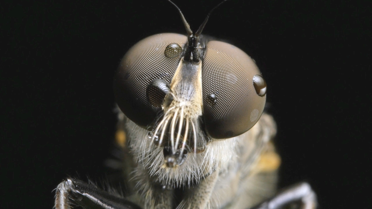 Nahaufnahme eines Insekts mit großen, facettierten Augen und feinen Haaren auf dem Kopf.