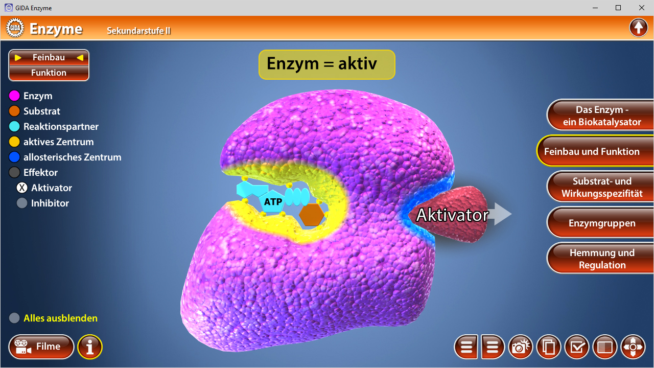 3D-Darstellung eines Enzyms mit hervorgehobenem aktiven Zentrum, ATP und Aktivator.