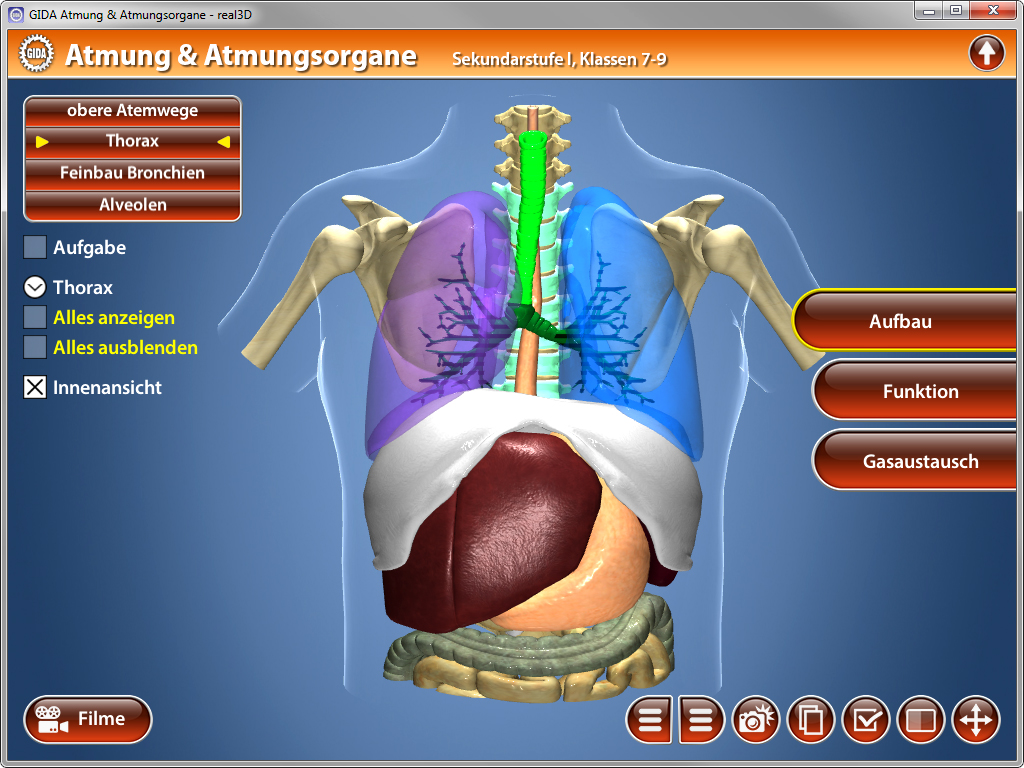 3D-Darstellung des menschlichen Atmungssystems mit Thorax, Bronchien und Alveolen.