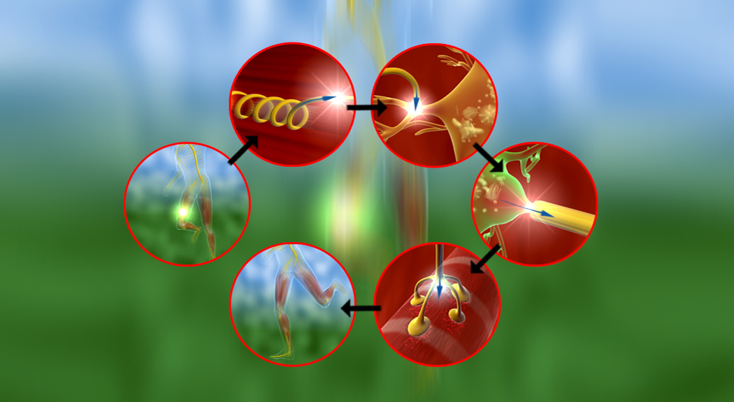 Diagramm, das den Prozess der Photosynthese in fünf Schritten zeigt, mit verschiedenen Illustrationen in roten Kreisen.