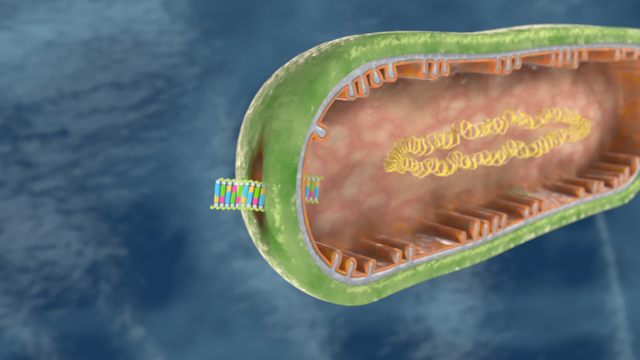 Grafik einer Zelle, die das Innere einer Mitochondrie mit DNA und Ribosomen zeigt.