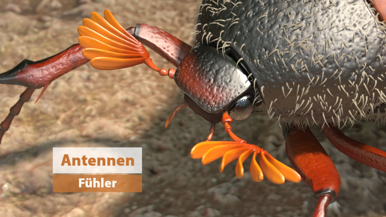 Nahaufnahme eines Käfers mit betonten Antennen und Fühlern, die orangefarbene Flügel zeigen.