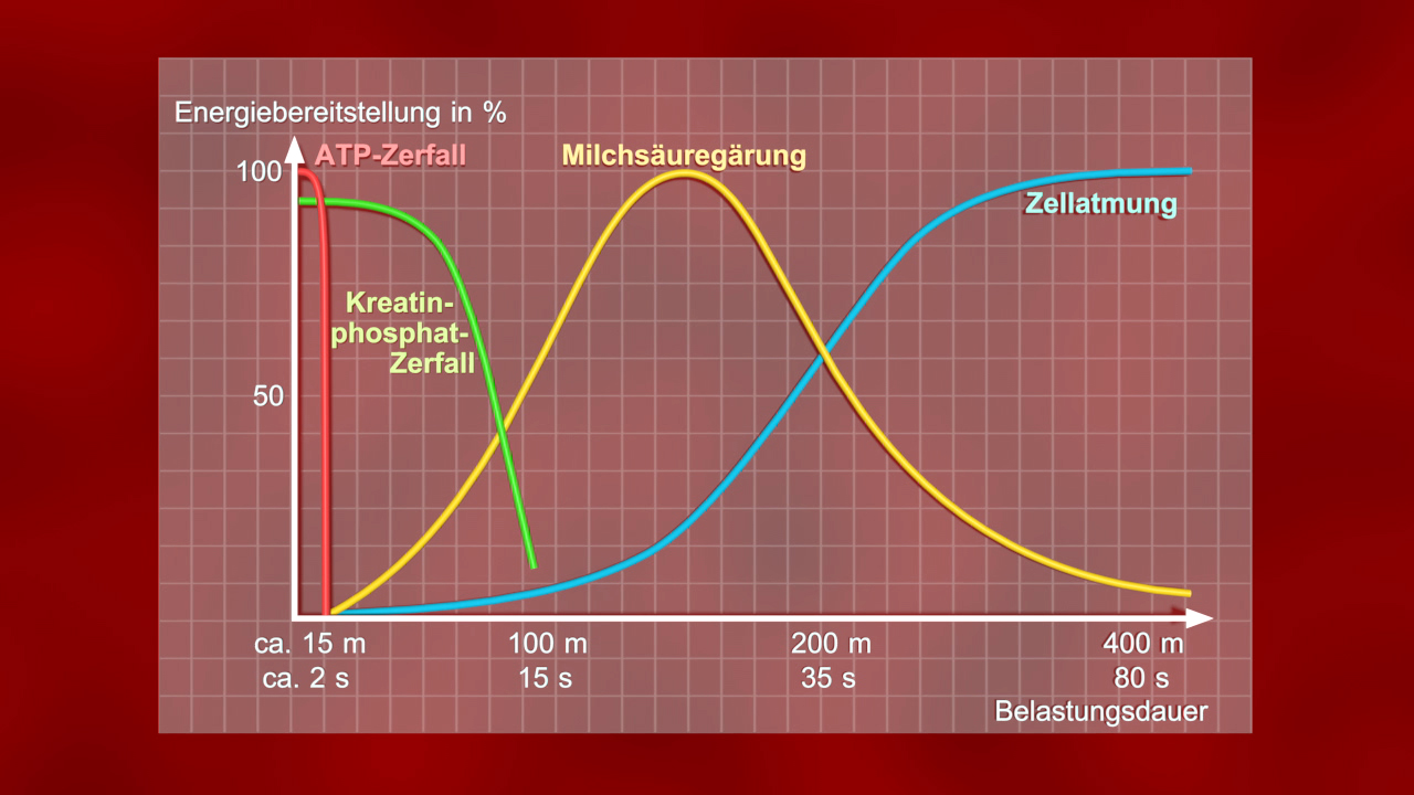 Grafik zur Energiebereitstellung in % während körperlicher Belastung, zeigt ATP-Zerfall, Kreatinphosphat-Zerfall, Milchsäuregärung und Zellatmung.