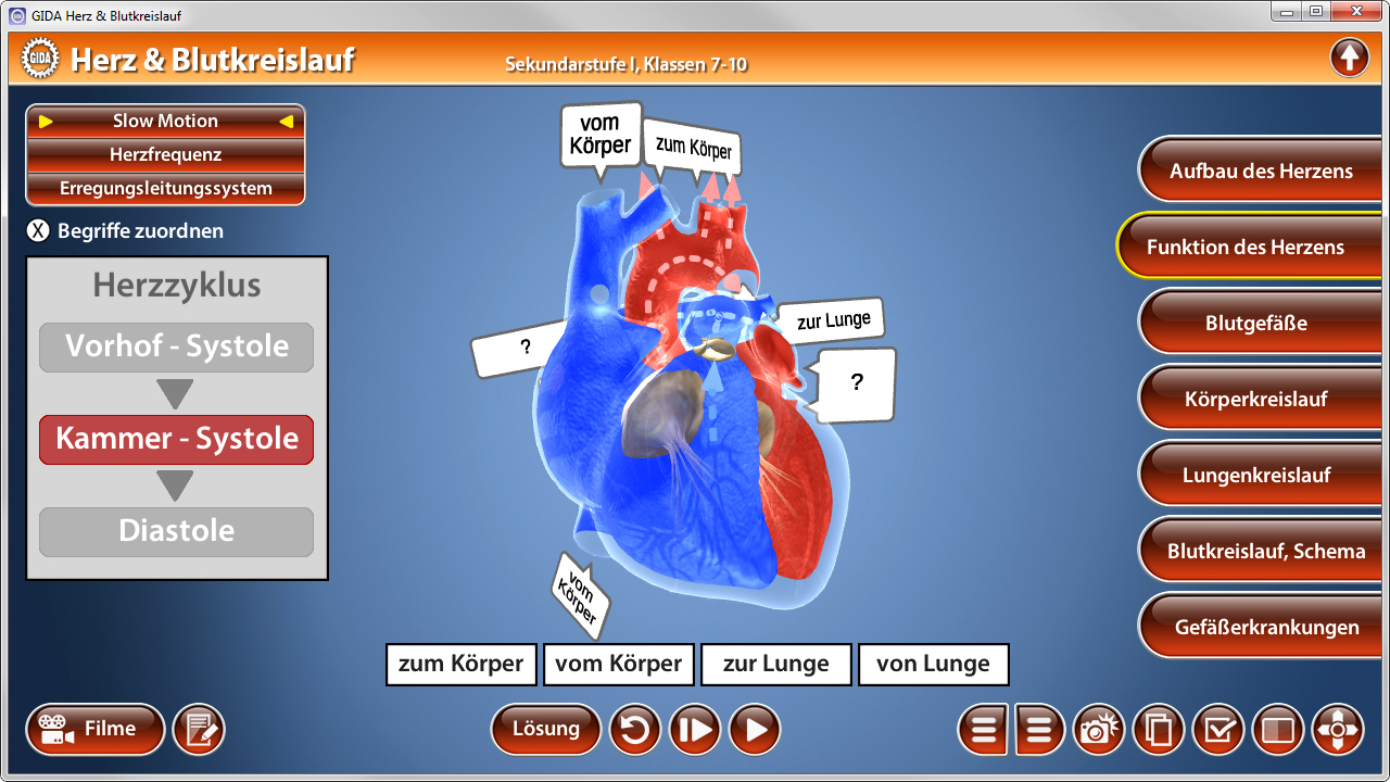 Interaktive Darstellung des menschlichen Herzens mit Beschriftungen zu Herzfunktion und Blutkreislauf.