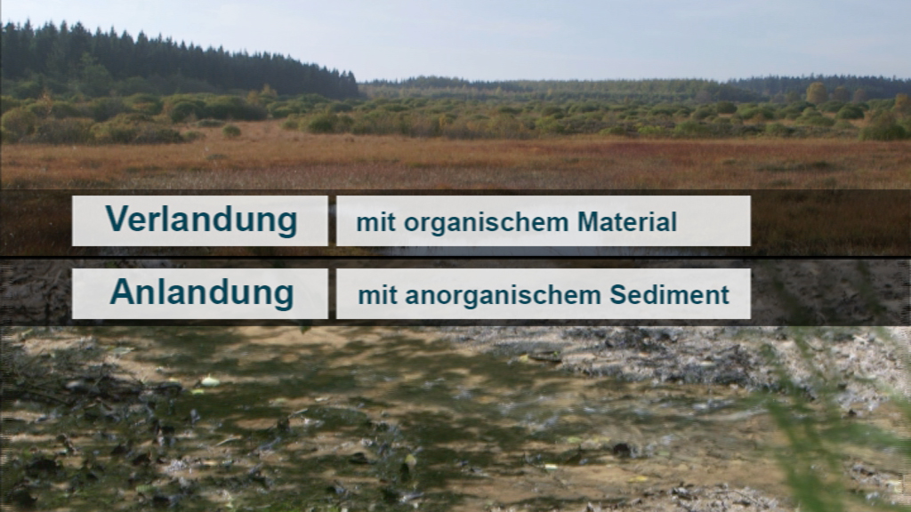Zwei Landschaftsansichten mit Beschriftungen: 'Verlandung mit organischem Material' und 'Anlandung mit anorganischem Sediment'.