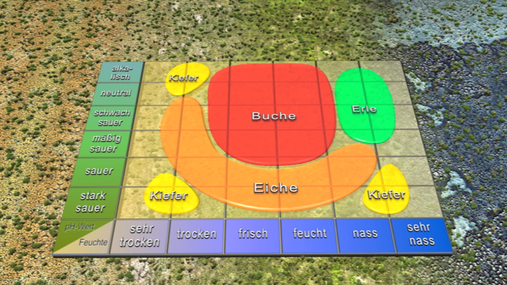 Diagramm zur Bodenbeschaffenheit mit verschiedenen Baumarten wie Buche und Eiche, unterteilt nach pH-Wert und Feuchtigkeit.